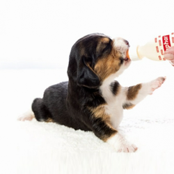 Beaphar Lactol Puppy Milk    .  2